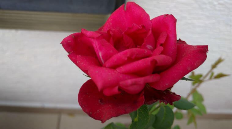 The amount of sheer detail the camera manages to capture in photos is what makes it so great and I’m particularly impressed with the way it captures colours like reds and pinks.