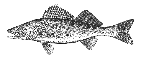 walleye
